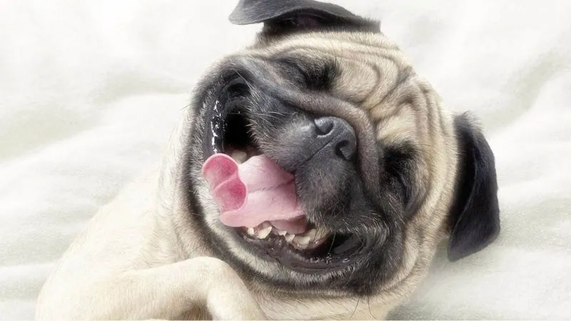 hình nền chó nhắm mắt ngủ vui nhộn