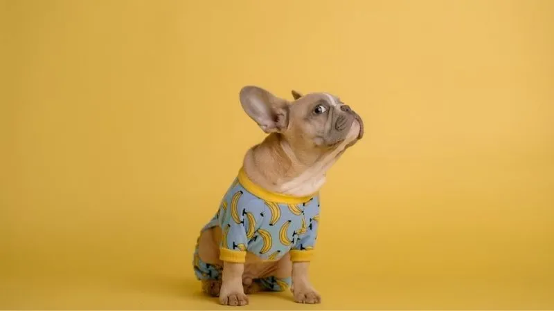 hình nền chó mặc áo chuối vui nhộn, cute