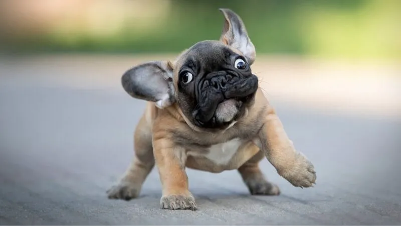 hình nền hài hước với chú chó vui nhộn, mặt bựa