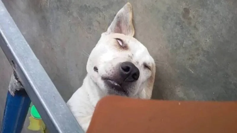 hình nền chó buồn ngủ mặt hài