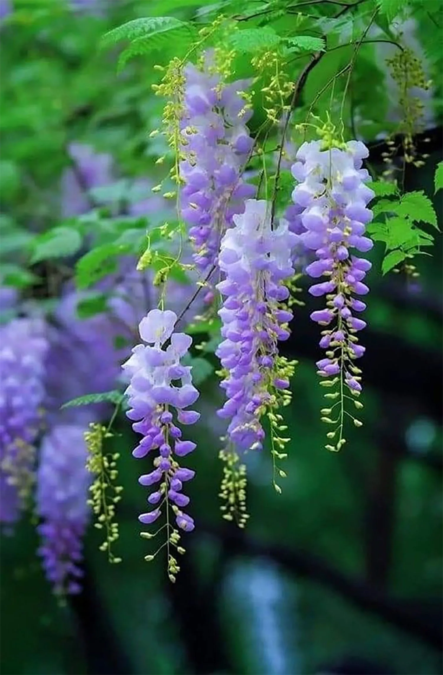 Hình nền bông hoa tử đằng tím thơ mộng, tượng trưng cho tình yêu bền bỉ