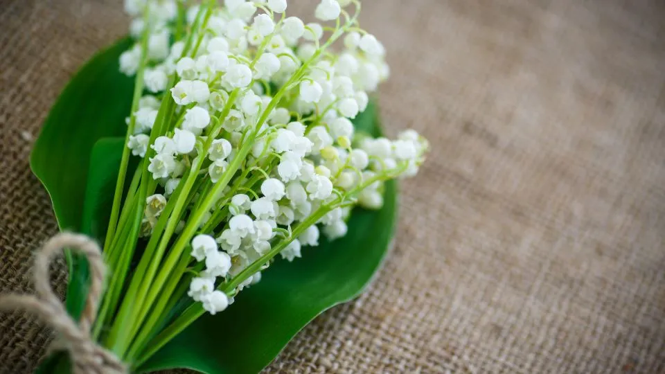 Hình nền hoa linh lan cute cho màn hình lớn
