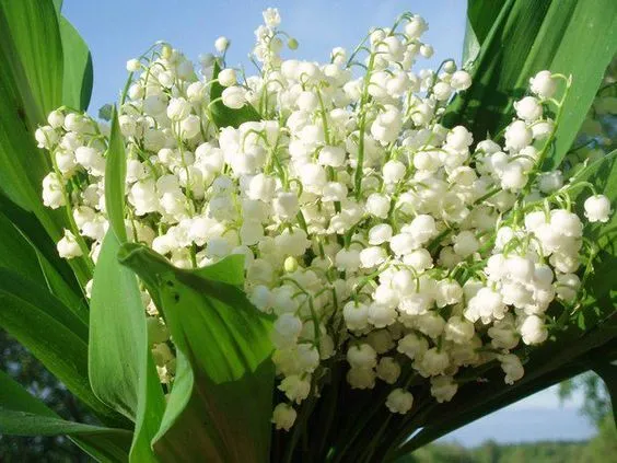 Hình ảnh hoa linh lan cute cho không gian làm việc