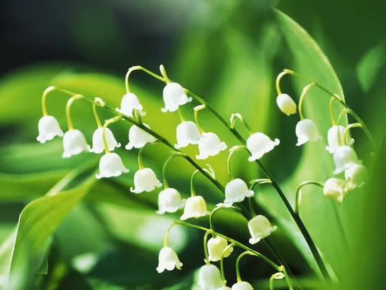 Hình nền hoa linh lan cute trên nền mờ