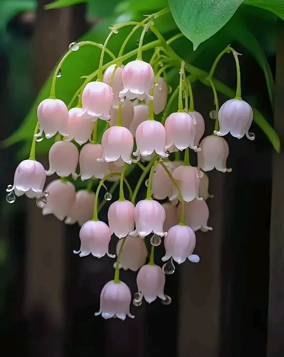 Hoa linh lan hồng nở rộ trong ánh sáng