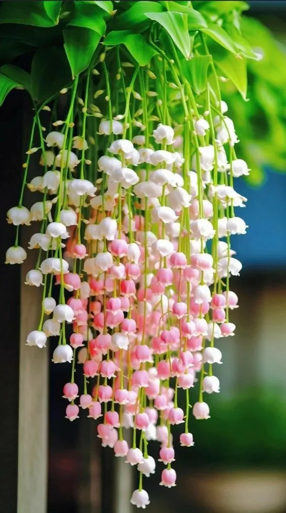 Bông hoa linh lan hồng trên nền xanh mát
