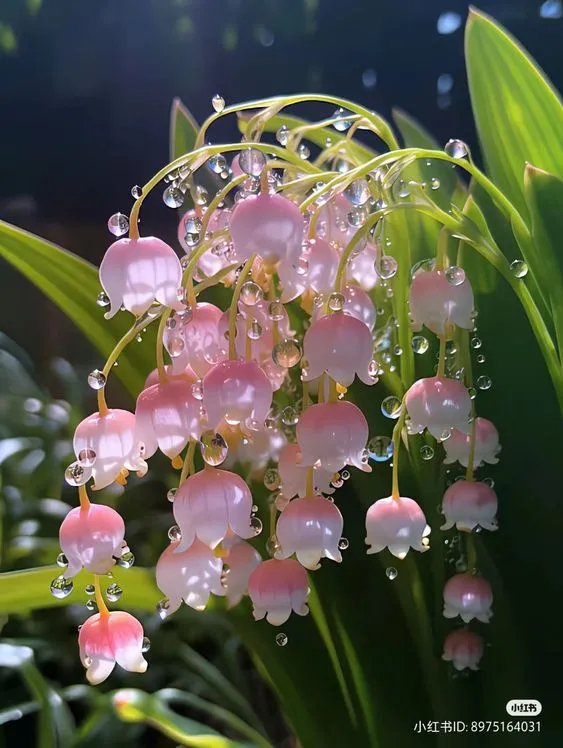 Hình nền hoa linh lan hồng thanh lịch