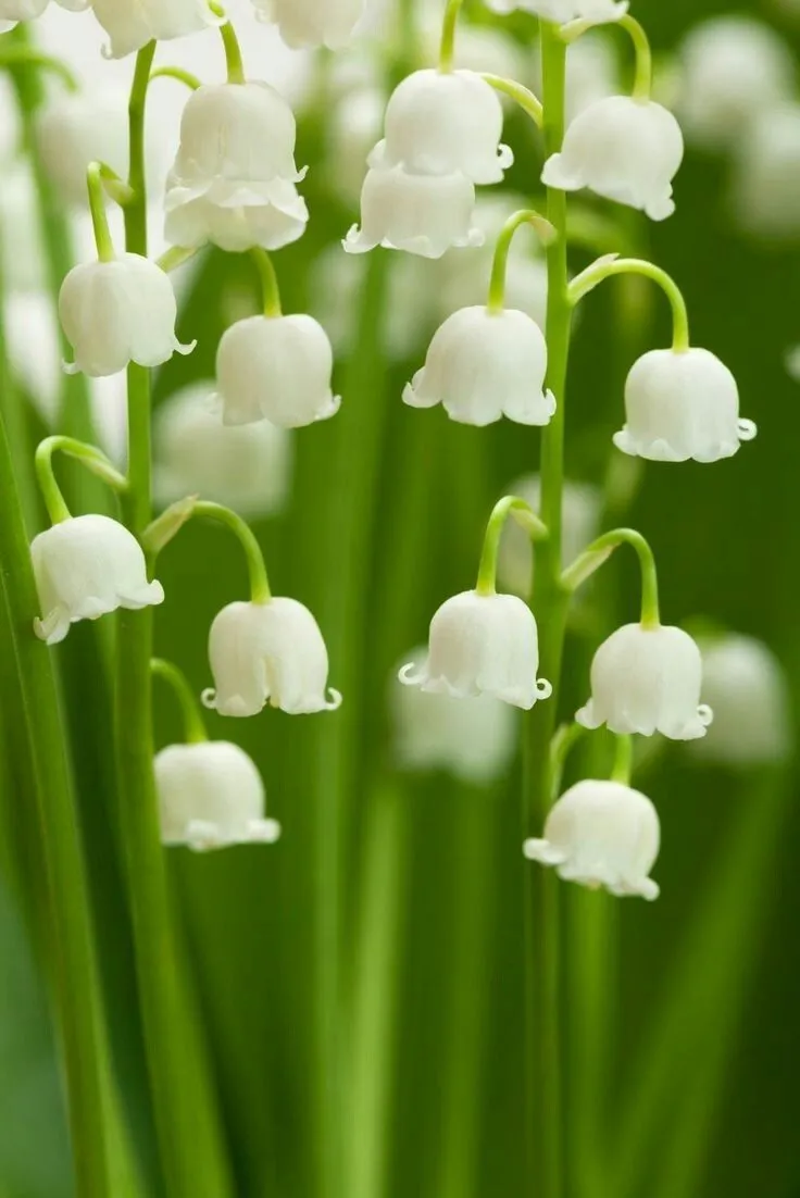 Hình nền hoa linh lan trắng với nền bokeh lung linh