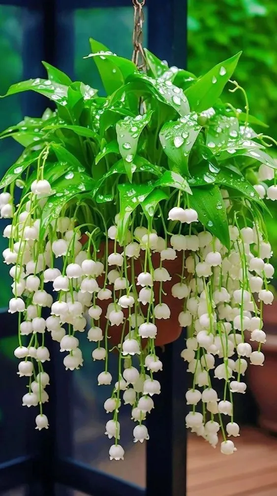 Chùm hoa linh lan trắng nổi bật