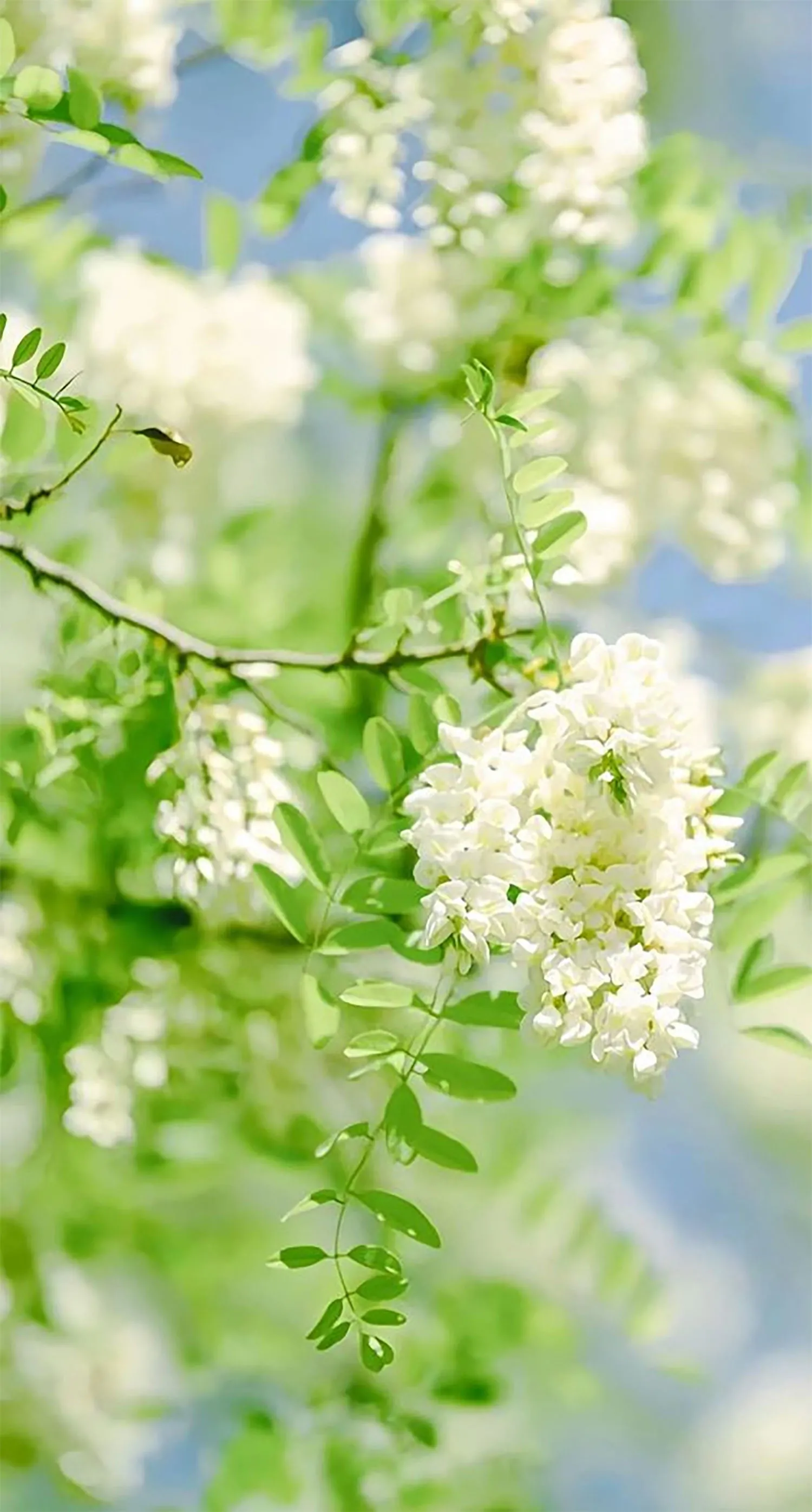 Hình nền hoa lưu ly tím nhẹ, thể hiện tình yêu thủy chung