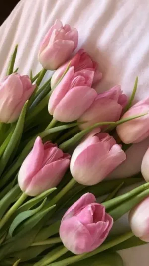 Hình nền hoa tulip hồng tươi mới