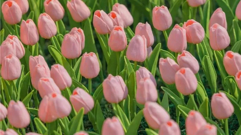 Hình nền hoa tulip hồng duyên dáng
