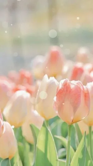 Hình nền hoa tulip 4K