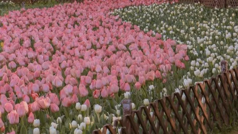 Hình nền hoa tulip chill êm dịu cho máy tính