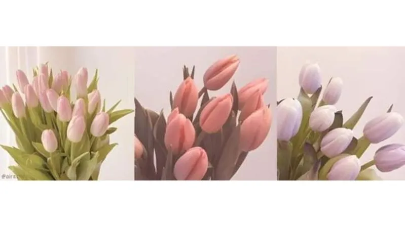 Hình nền hoa tulip chill thư giãn cho laptop