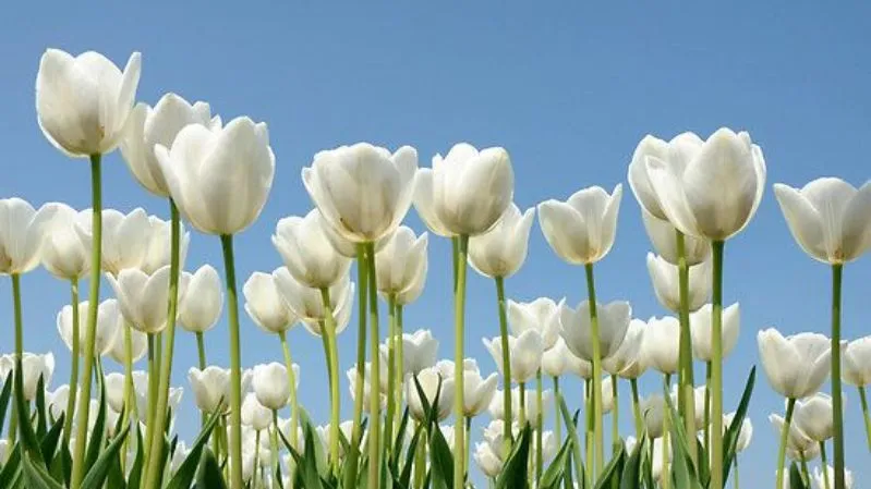 Hình nền hoa tulip chill tĩnh lặng cho PC