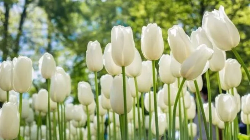 Hình nền hoa tulip chill và cảm giác êm ái