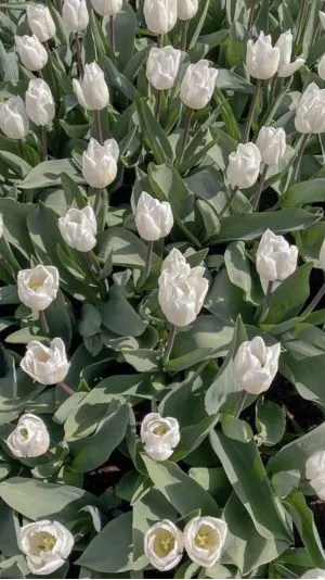 Hình nền hoa tulip chill và thanh thơi