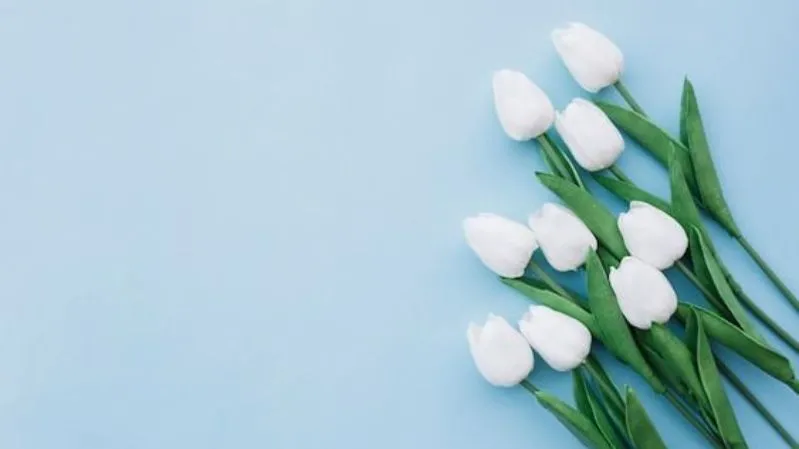 Hình nền hoa tulip chill yên bình cho PC