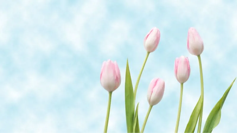 Hình nền hoa tulip đẹp cho máy tính