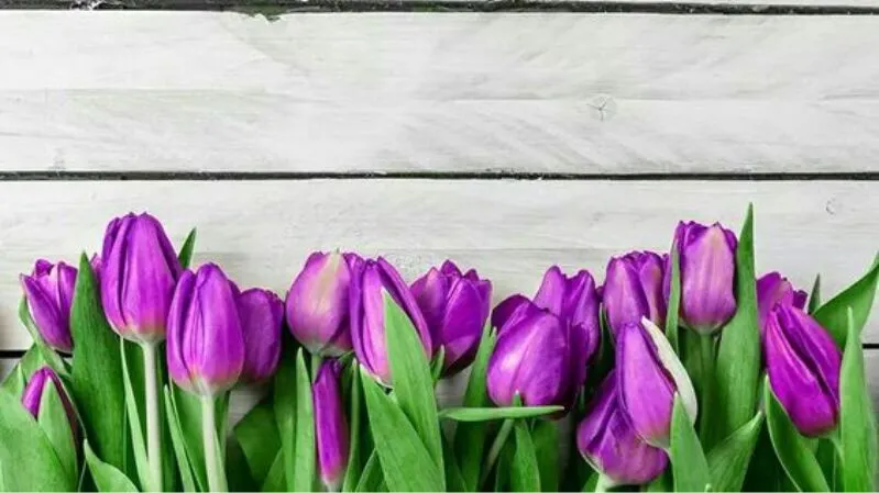 Hình nền hoa tulip đẹp