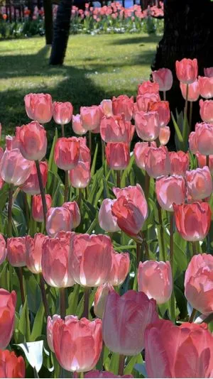 Hình nền hoa tulip vẽ đẹp chân thật