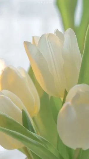 Hình nền hoa tulip độ phân giải cao