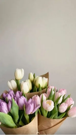 Hình nền hoa tulip màu hạnh phúc