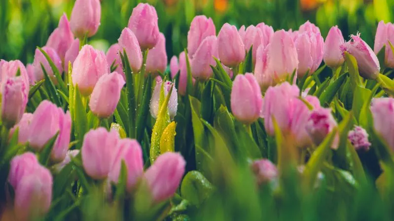 Hình nền hoa tulip màu hồng