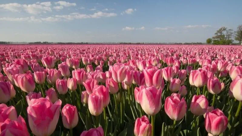Hình nền hoa tulip hồng đẹp cho máy tính