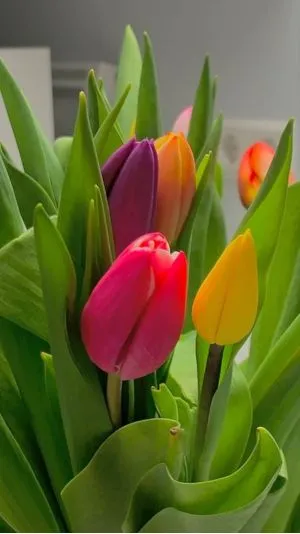Hình nền hoa tulip màu pastel dịu êm