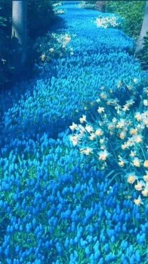 Hình nền hoa tulip xanh da trời