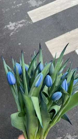 Hình nền hoa tulip xanh lá cây sáng