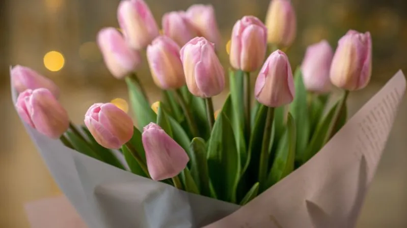 Hình nền hoa tulip mùa xuân tươi tắn