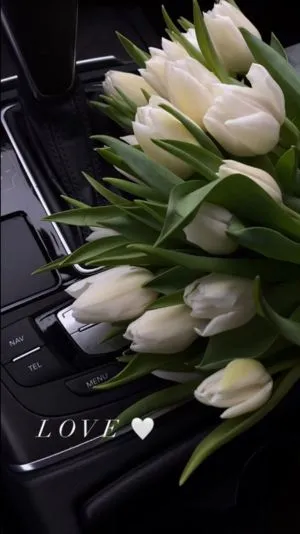 Hình nền hoa tulip trắng đơn giản