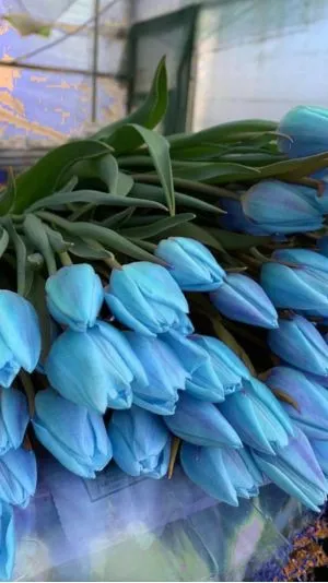 Hình nền hoa tulip xanh lá cây rực rỡ