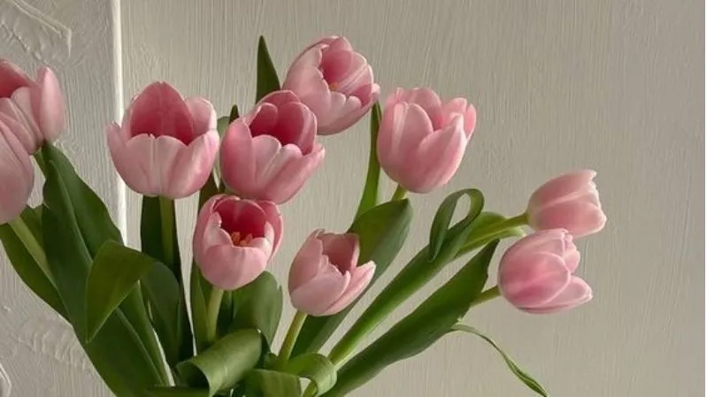 Hình nền mùa xuân với tulip