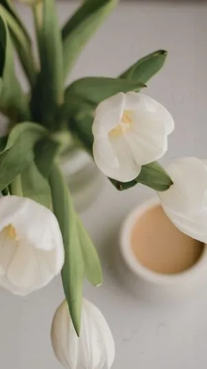 Hình nền tulip trắng dịu dàng