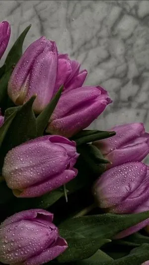 Hoa tulip 4K độ chi tiết cao
