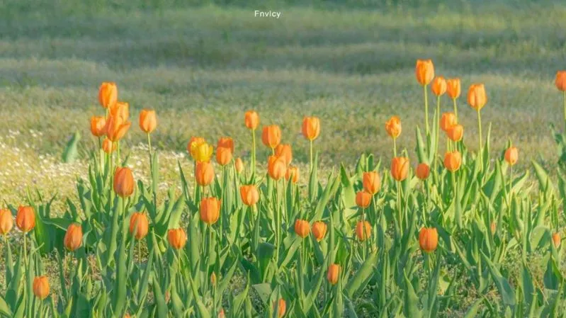 Hoa tulip chill