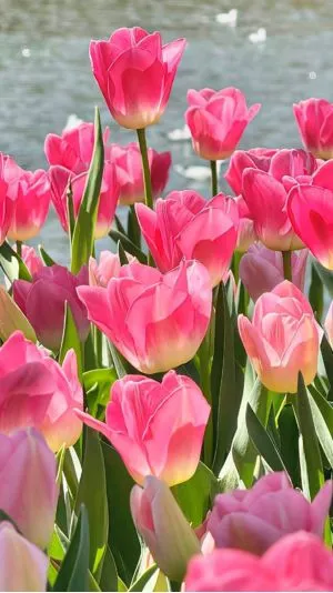 Hoa tulip độ nét cao