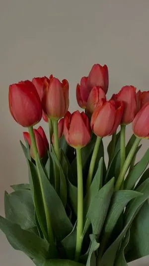 Hoa tulip độ phân giải Ultra HD