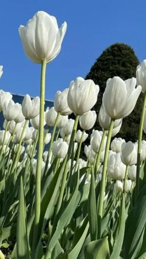 Hoa tulip màu nhẹ nhàng thoải mái