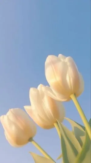 Hoa tulip màu tĩnh lặng