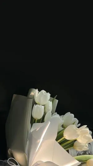 Hoa tulip màu trắng quyến rũ