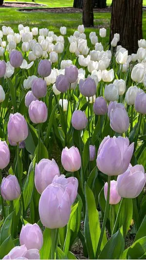 Hoa tulip vẽ tài hoa
