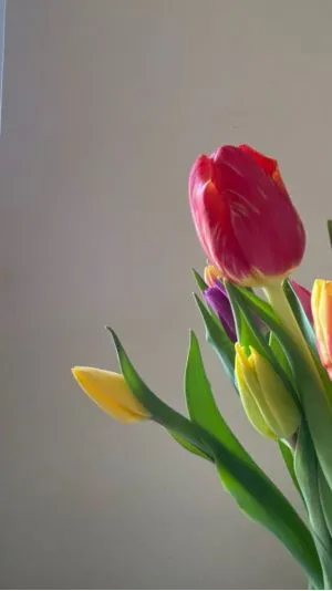 Mẫu hình nền hoa tulip màu nhạt