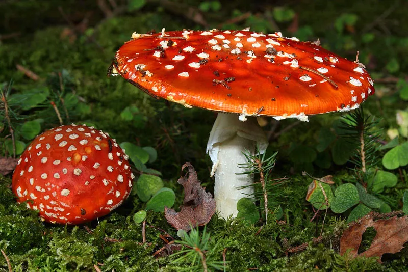 Nấm Tán Bay (Fly Agaric) với mũ đỏ đốm trắng, trông giống nấm trong truyện cổ tích