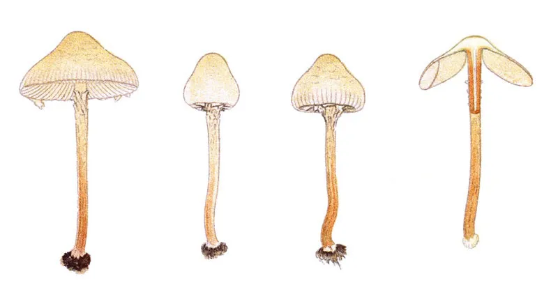 Nấm Deadly Dapperling, thuộc họ Lepiota, xuất hiện ở rừng thông, chứa độc tố amatoxin