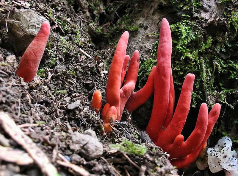 Nấm Podostroma Cornu-damae với hình thù kỳ dị như bàn tay người, cảnh báo sự nguy hiểm